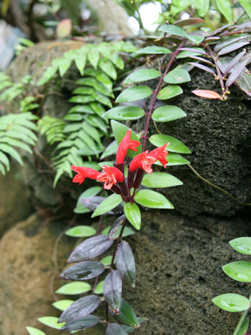 Aeschynanthus radicans