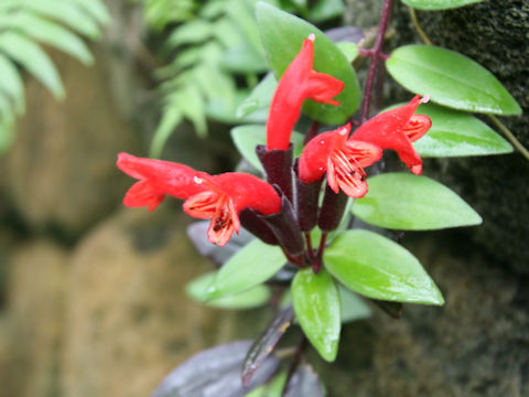 Aeschynanthus radicans