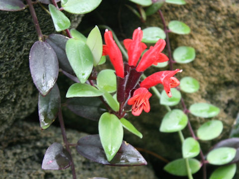 Aeschynanthus radicans