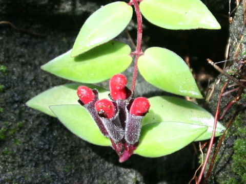 Aeschynanthus radicans
