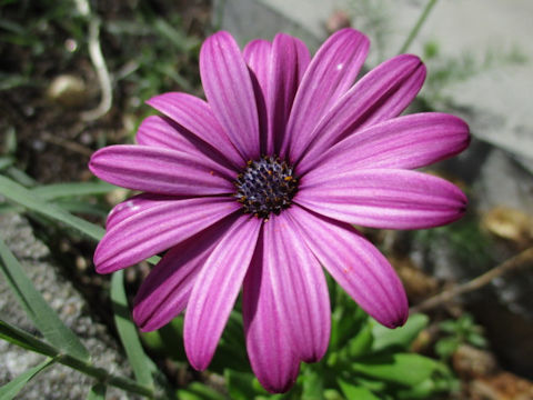 Osteospermum cv.