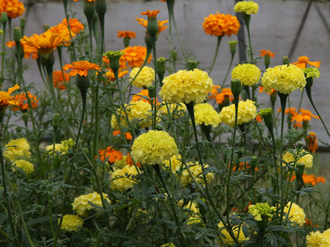 Tagetes erecta cv. Isis Mixed