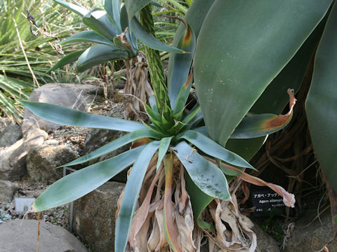 Agave attenuata