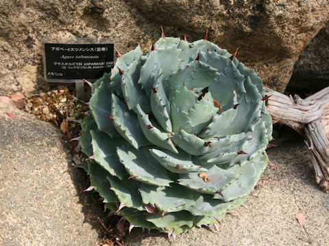 Agave isthmensis