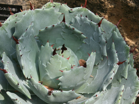 Agave isthmensis