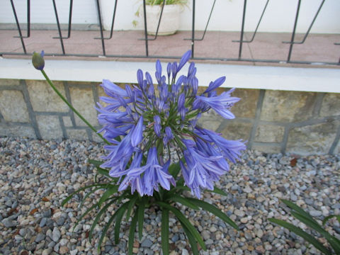 Agapanthus africanus