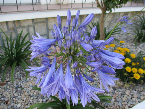 Agapanthus africanus