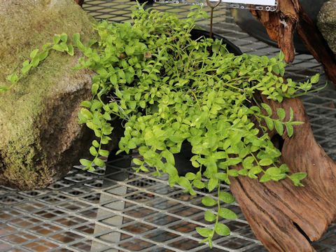 Evolvulus alsinoides