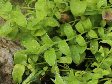 Evolvulus alsinoides