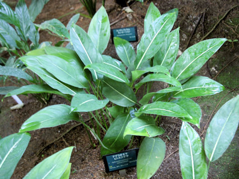 Aglaonema costatum