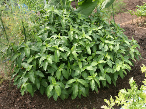 Persicaria tinctoria