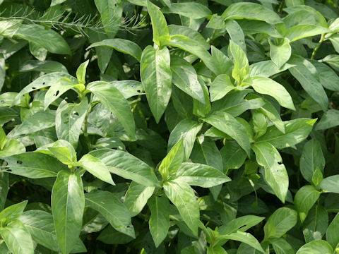 Persicaria tinctoria