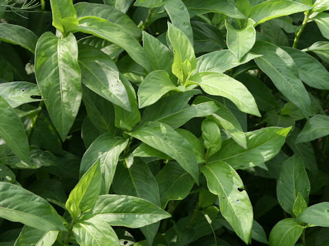 Persicaria tinctoria