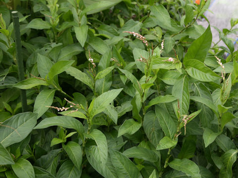 Persicaria tinctoria