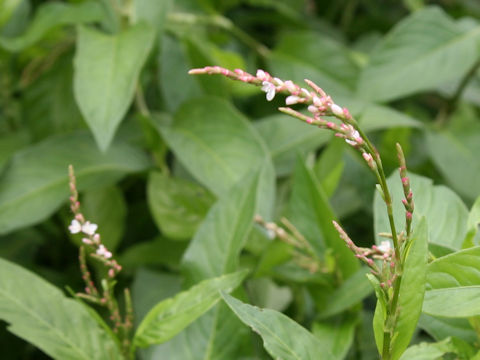 Persicaria tinctoria