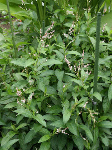 Persicaria tinctoria