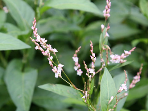 Persicaria tinctoria