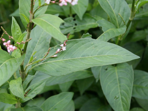 Persicaria tinctoria