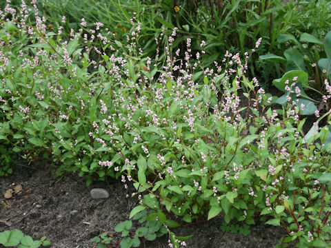 Persicaria tinctoria