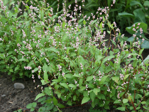 Persicaria tinctoria