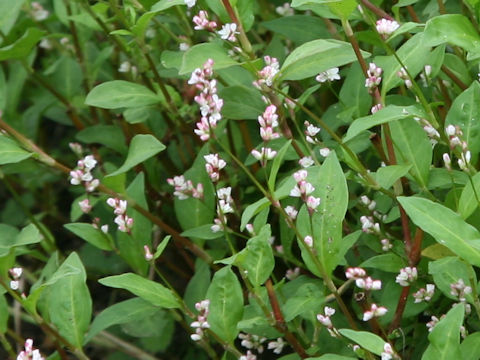 Persicaria tinctoria