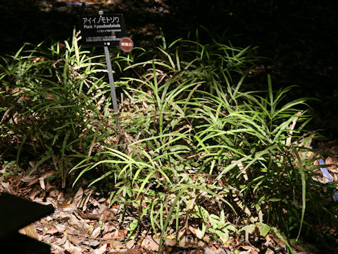 Pteris x pseudosefuricola