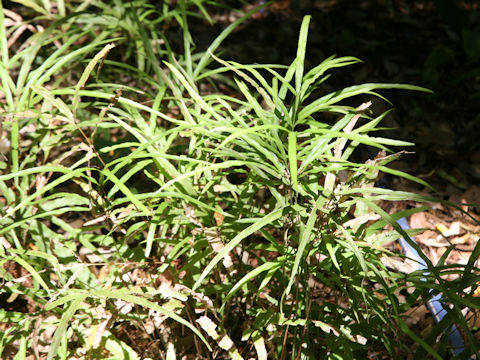 Pteris x pseudosefuricola