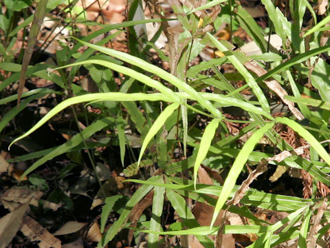 Pteris x pseudosefuricola