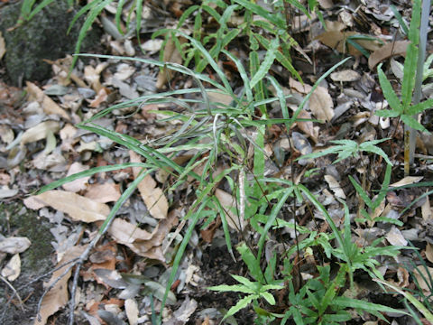 Pteris x pseudosefuricola