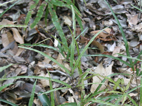 Pteris x pseudosefuricola