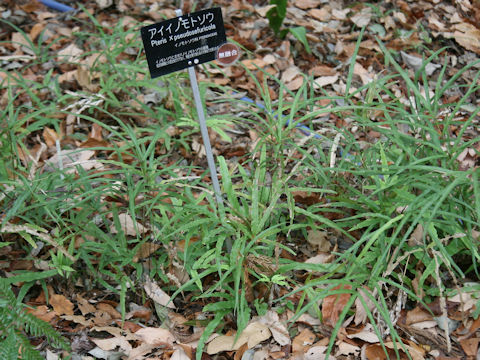 Pteris x pseudosefuricola