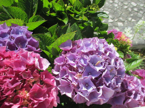 Hydrangea macrophylla