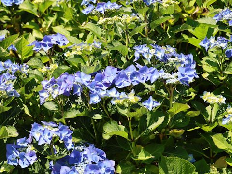 Hydrangea macrophylla