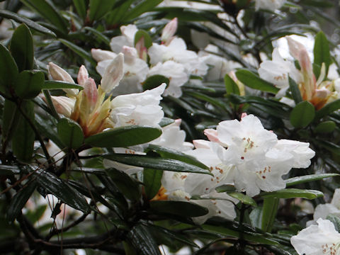 アカボシシャクナゲ Rhododendron Hyperythrum