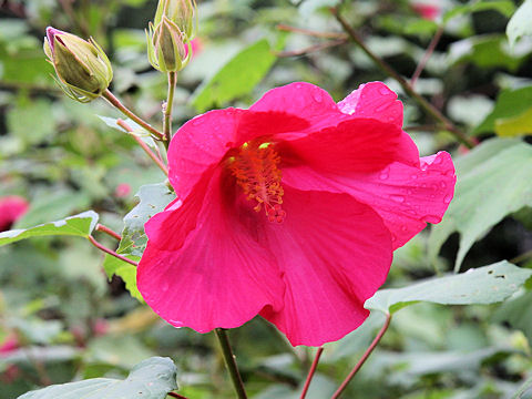 Hibiscus mutabilis cv. Rubra