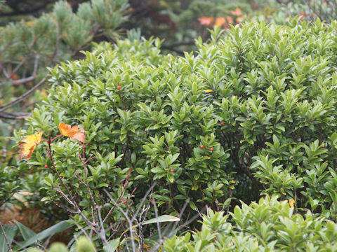 Ilex sugerokii var. brevipedunculata