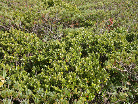 Ilex sugerokii var. brevipedunculata