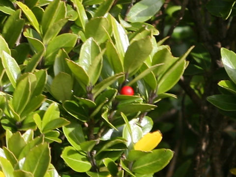 Ilex sugerokii var. brevipedunculata