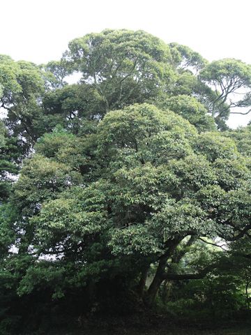 Quercus acuta
