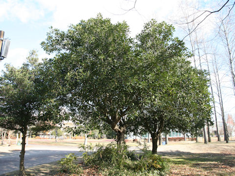 Quercus acuta