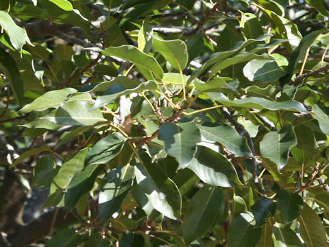 Quercus acuta