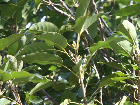 Quercus acuta