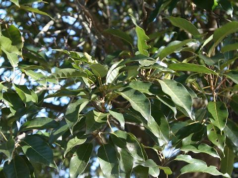 Quercus acuta