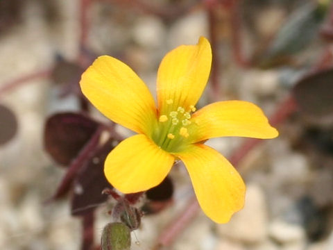 Oxalis corniculata f. rubrifolia