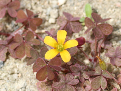 Oxalis corniculata f. rubrifolia