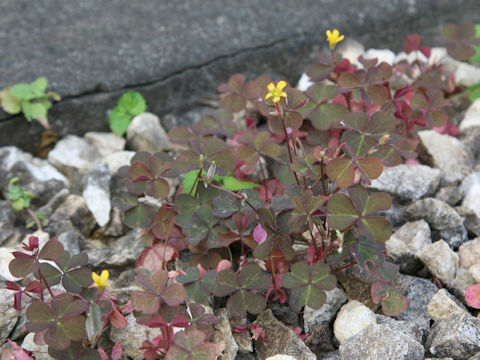 Oxalis corniculata f. rubrifolia
