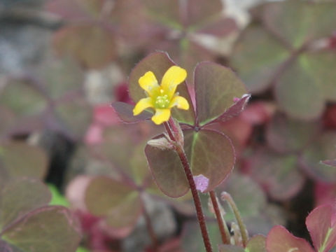 Oxalis corniculata f. rubrifolia