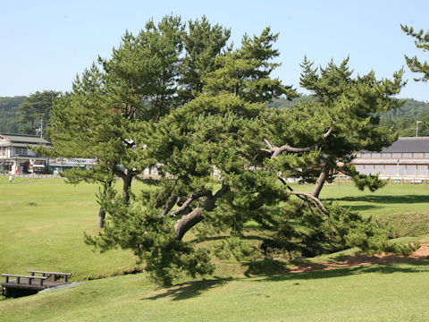 Pinus densiflora