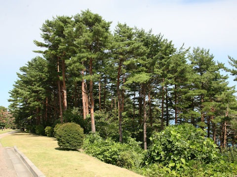 Pinus densiflora