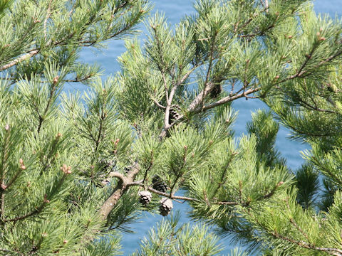 Pinus densiflora